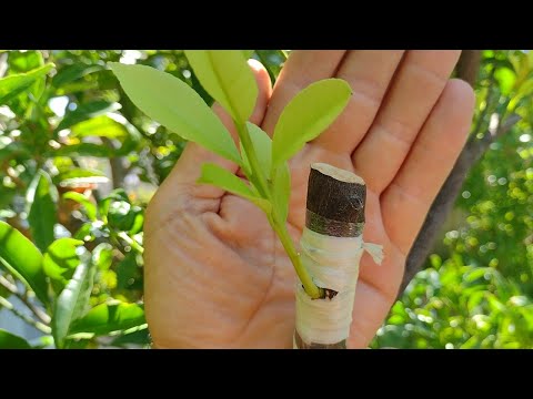 Видео: Прививка лимона 🍋 Джемме