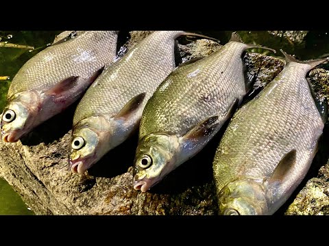 Видео: Ночная РЫБАЛКА на ЛЕЩА🐟🐟🐟 на ФИДЕР!!!