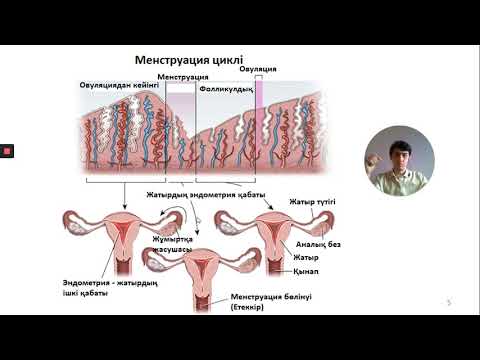 Видео: 47. Менструация циклі. Эстроген мен прогестерон гормондарының рөлі. 9-сынып. Биология