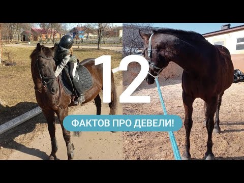 Видео: Факты про Девели!