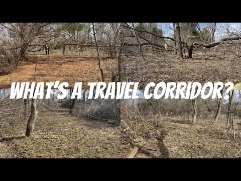 Видео: КОРИДОР ПУТЕШЕСТВИЙ БАКА: Самая важная особенность среды обитания, которую никто не показывает, к...