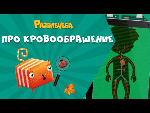 Видео: Развлечёба. Окружающий мир. Про кровообращение