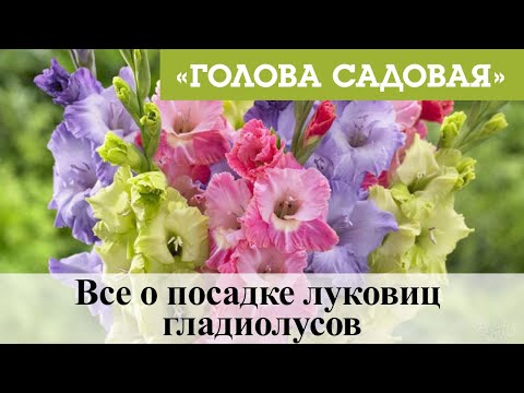 Видео: Голова садовая - Все о посадке луковиц гладиолусов