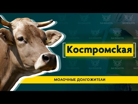 Видео: Костромская порода — достойный конкурент высшей лиге КРС. Опыт, содержание, преимущества