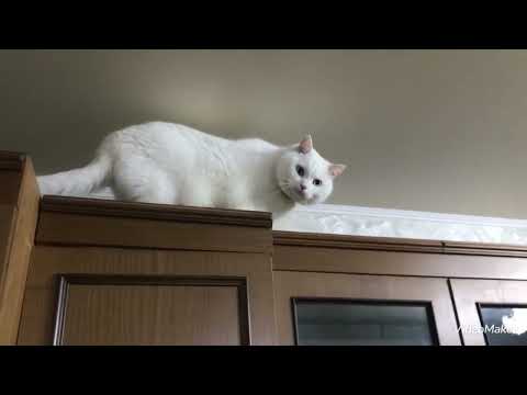 Видео: Что творит мой Мальчик!!