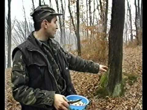 Видео: Охота на лис с норными на Закарпатье.avi