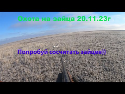 Видео: Охота на зайца. Сбились со счета!