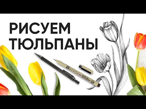 Видео: Как нарисовать тюльпан - Уроки рисования - Ола Ч.