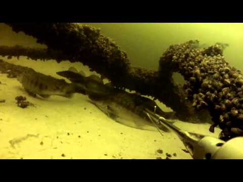 Видео: подводная охота на судака и сома