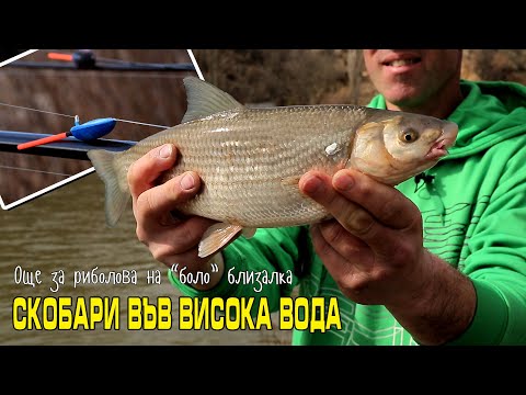 Видео: Скобари във висока вода и още за риболова на "боло" близалка