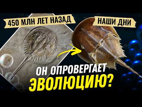Видео: Живые ископаемые против эволюции | палеонтолог Яна Шурупова  | Ученые против мифов 23-10