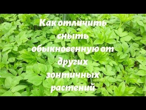 Видео: Как отличить сныть обыкновенную от других зонтичных растений