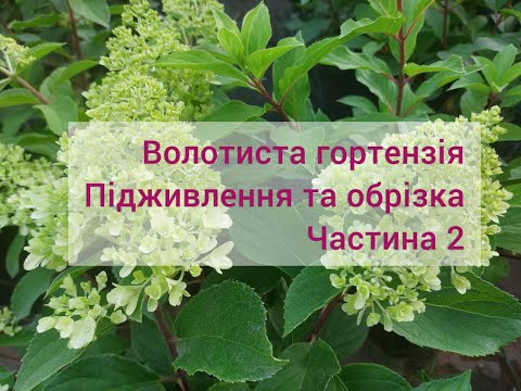 Видео: Догляд за волотистою гортензією. Частина 2 - підживлення та обрізка.