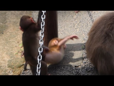 Видео: Захватывающее приключение! Малыш-обезьянка и её особенные друзья / monpai monyet baby monkey