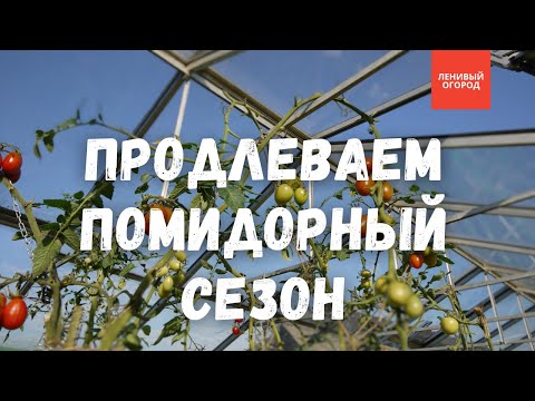 Видео: Осеннее выращивание томатов | Поздний урожай томатов в теплице | Когда убирать помидоры в теплице