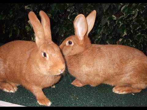 Видео: Бургундские кролики появились у нас. Содержание и размножение кроликов. Мои кролики. Дачная Жизнь ТВ