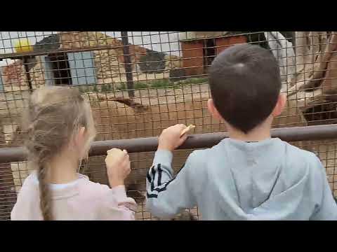 Видео: Шерхан даёт голос. Строится вольер для львов, это только начало .Минск 28. Июня