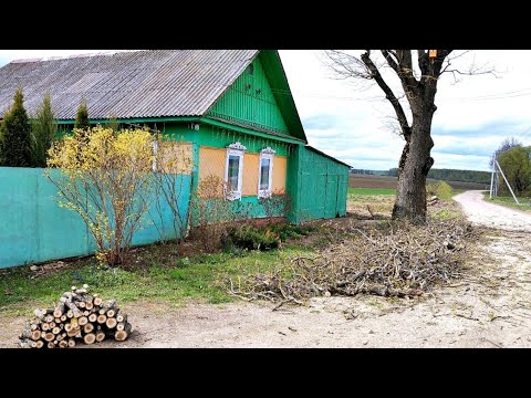 Видео: Беларусь, Деревня! Готов ЗАПЛАТИТЬ - чтобы СОХРАНИТЬ! Вызвали арбориста.
