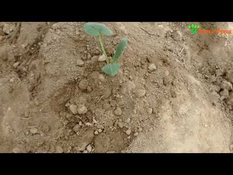 Видео: Посадка Кабачка в открытый грунт 05 03 2019 Вита Фреш
