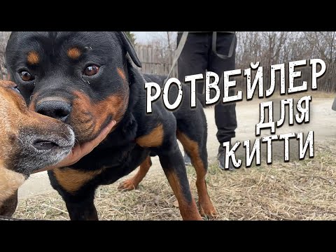 Видео: Спасение животных/ Китти и Мажор/ Как прошло знакомство