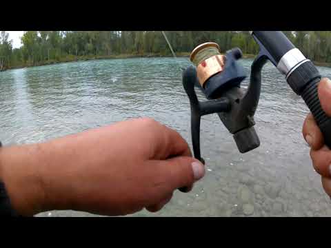 Видео: Воскресная рыбалка по Катуни на хариуса.