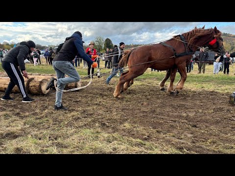 Видео: ПАРОВІ ЗМАГАННЯ КОНЕЙ В с.ПІСТЕНЬ частина 2.2025 р.
