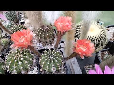 Видео: Эхинопсисы.Сумашедшее цветение кактусов.Echinopsis.