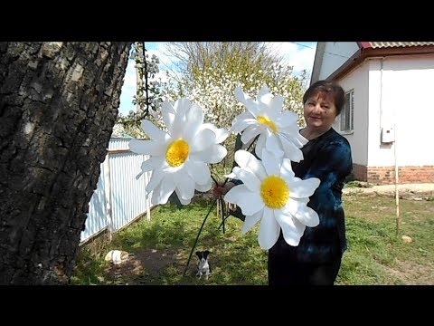Видео: Большие ромашки из гофрированной бумаги, мастер-класс