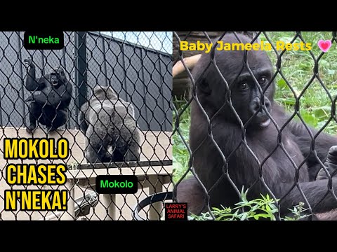 Видео: Малышка Джамила отдыхает после хаоса 💗🦍