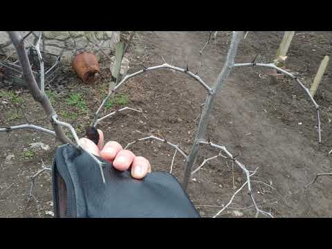 Видео: Формировка и обрезка зизифуса унаби