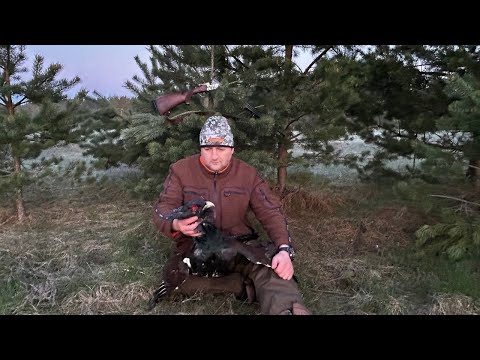 Видео: Это незабываемо!!! Красивая трофейная охота на глухарином току. Всё в кадре! Каша из глухаря.