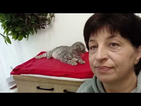 Видео: Наигрались и бросили? Теперь мы все вместе 🏡