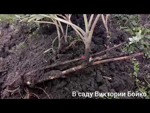Видео: Смотрим корень и почки пиона через год .ИТО-гибрид.