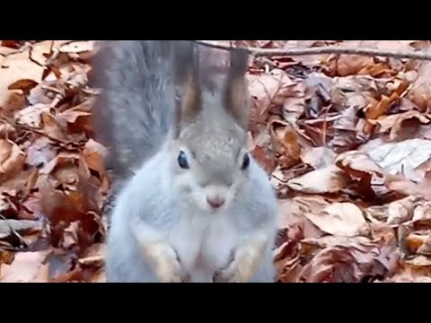 Видео: Дракоша🐿❤ - лучший "работник месяца" по запасам😋🌰👌 #белки #белочка #squirrel ☔💦🌳🍁🌿🍂🍄