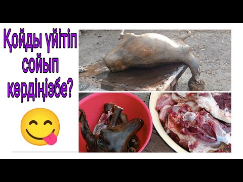 Видео: Қойды үйітіп сою әдісі.Етті жіліктеу. Бас сирақ үйітіп, тазалау.Тәлімгерлік видео.Ішек қарын ашу.