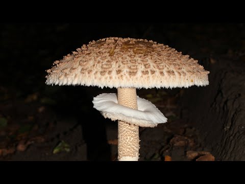 Видео: Аз и Илиан в гората за гъби. 😬🍄‍🟫🍄