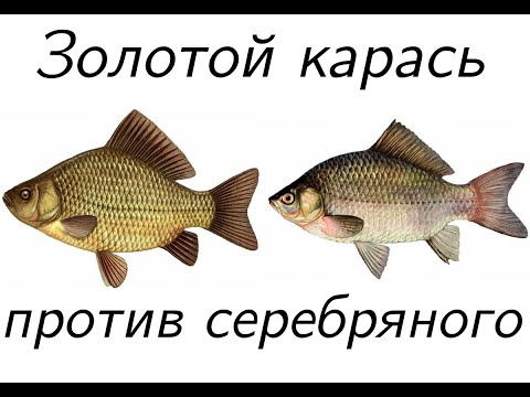 Видео: Золотой карась против серебряного. Чем отличаются два вида самой популярной рыбы.