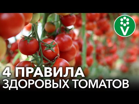 Видео: ЗОЛОТЫЕ ПРАВИЛА ВЫРАЩИВАНИЯ ТОМАТОВ. БЕЗ ХИМИИ И ОБРАБОТОК!