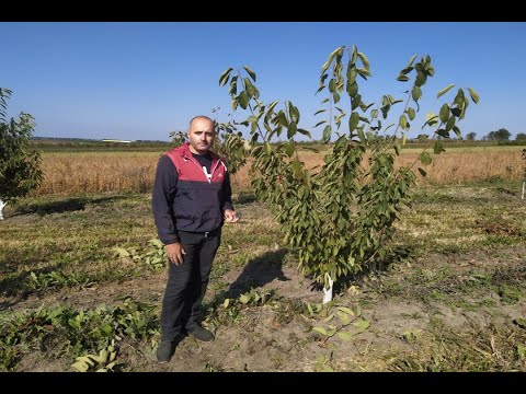 Видео: Обрізка черешні система KGB. Обрізка KGB після формування. Обрізка черешні чашою.