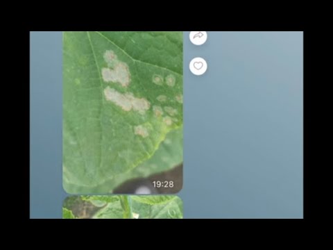 Видео: Как определить антракноз огурца