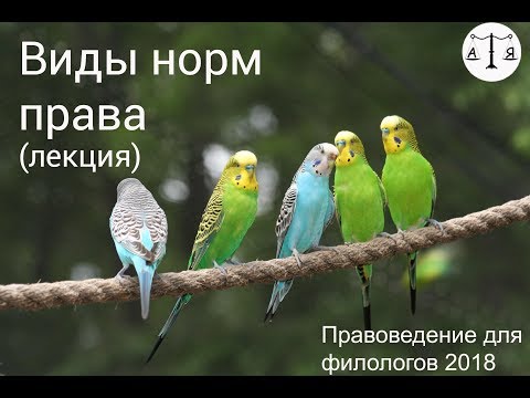 Видео: Виды правовых норм (лекция)