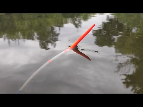 Видео: Крупный ЛИНЬ и КАРАСЬ!!! Рыбалка на поплавок на вечерней зорьке