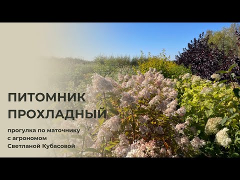 Видео: ЧТО ТАКОЕ МАТОЧНИК? | питомник "Прохладный" | прогулка по маточнику с агрономом питомника