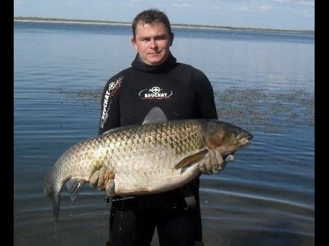 Видео: Тест Ножа Грибник 3 х12мф от Ножевого двора на крупной рыбе