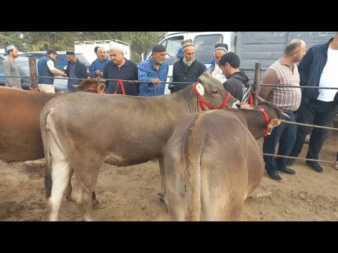 Видео: МОЛБОЗОРИ КУМСАНГИР КАМУНИЗММ НАРХУ НАВОИ МОЛҲОИ ФУРӮШИ МАРҲАМАТ ТАМОШОИ БАРҲАВО ДӮСТОН 