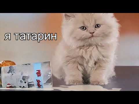 Видео: я татарин татарин человек простой внешне я солидный парень с русскою душой