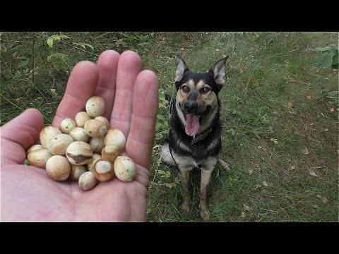 Видео: ПОШЁЛ ПО ГРИБЫ В ЛЕС а НАБРАЛ ОРЕХОВ! Малыш любит ОРЕХИ!