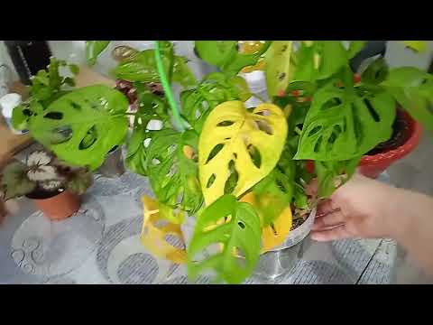 Видео: Неприятность с манстерой#ну сансильверия дает#комнатные растения