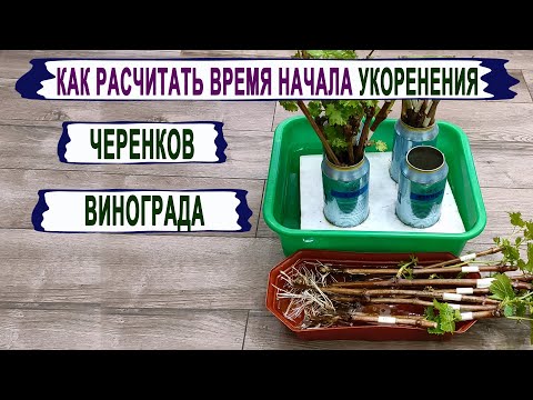 Видео: 🍇 Когда МОЖНО начинать УКОРЕНЯТЬ ЧЕРЕНКИ винограда! НИКОГДА НЕ УКОРЕНЯЙ в ЭТО время.