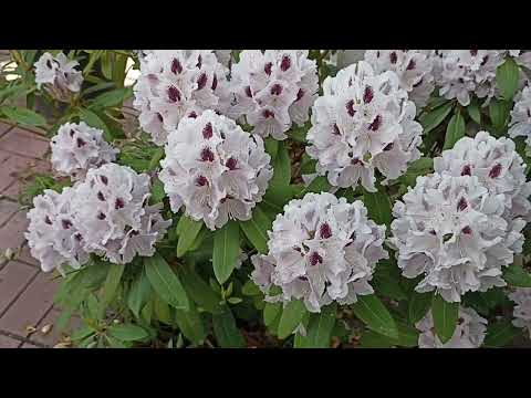 Видео: Шок! Такого Вы ещё не видели  Обзор цветения азалий и рододендронов 28 мая 2022 года